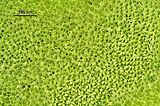 Cellule in visione superficiale